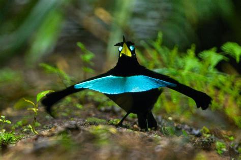 New Bird of Paradise Species Confirmed in New Guinea | National Geographic