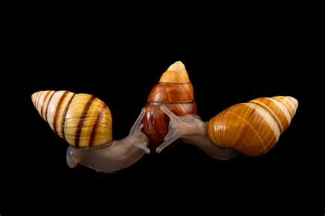 oahu tree snails achatinella decipiens joel sartore