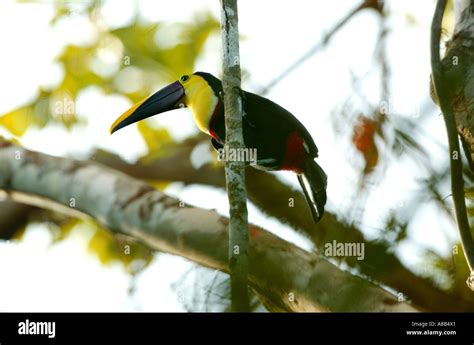 El Tuc N De Garganta Amarilla Ramphastos Swainsonii En El Parque