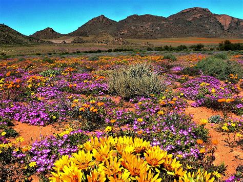 K Descarga Gratis Namaqua Flores Sud Frica Monta As Parque