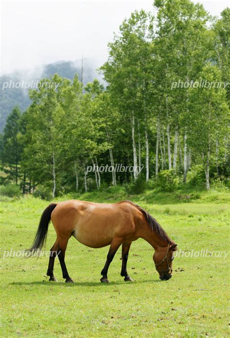 草を食む木曽馬 写真素材 568952 フォトライブラリー Photolibrary