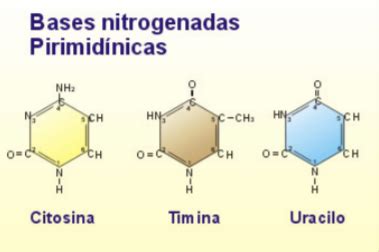 Bases Púricas E Pirimídicas - Los ácidos nucleidos: BASES PÚRICAS Y PIRIMIDÍNICAS
