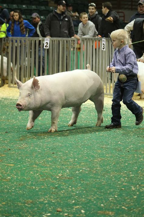 Nsr Show Sale Results Njsa Southeast Regional Yorkshire Gilt