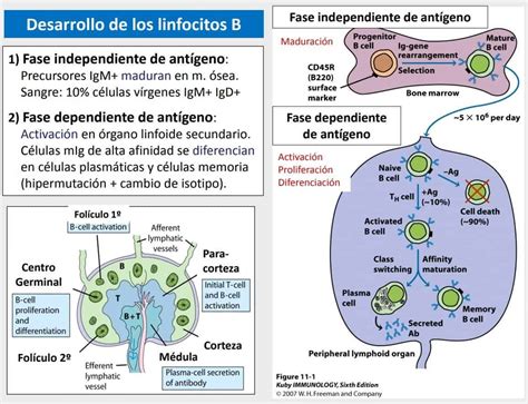 Desarrollo De Los Linfocitos B Paradigmia