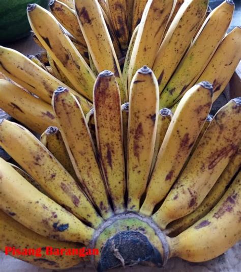 Harga Pisang Raja 1 Tandan