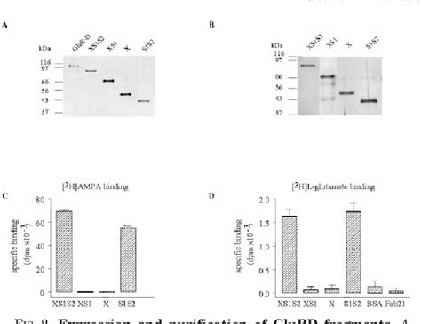 Figure From Oligomerization And Ligand Binding Properties Of The