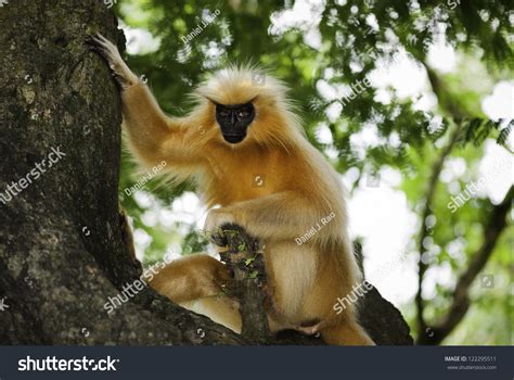 36 Gee Golden Langur Images, Stock Photos & Vectors | Shutterstock