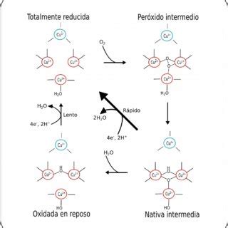 Mecanismo de formación de nanotubos de hematita por el método