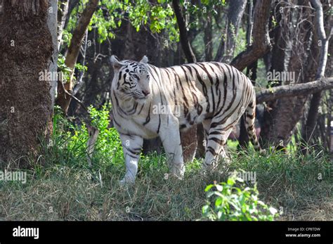 White Tiger Chinchilla Albinistic Stock Photo Alamy