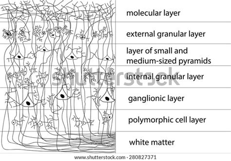 Diagram Structure Cerebral Cortex Vector Stock Vector Royalty Free