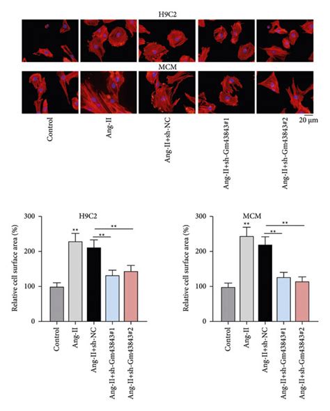 Inhibited Gm43843 relieved cardiac hypertrophy. (a) Gm43843 expression ...