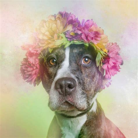 artista da  makeover florido  los pit bulls  mejorar su imagen