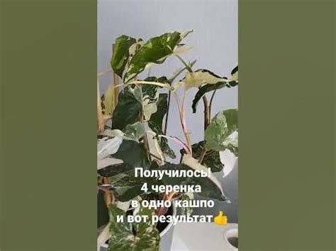 Империал Вайт просто шикарный! - YouTube