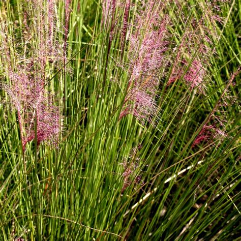 Regal Mist Pink Muhly Grass Plants Express