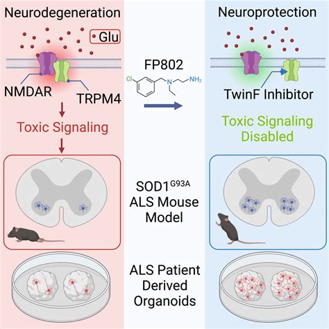TwinF interface inhibitor FP802 stops loss of motor neurons and ...