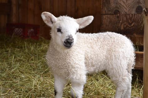 Easter Lamb Easter Lamb Animals Lamb