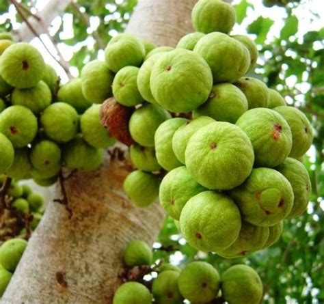 Ficus Racemosa Cluster Fig Tube Stock Tree And Arbor Supplies