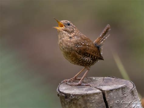 Pacific Wren Mendonoma Sightings