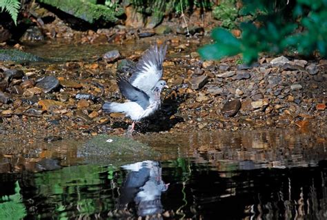 Stock dove bañándose en el río y acicalándose Foto Premium