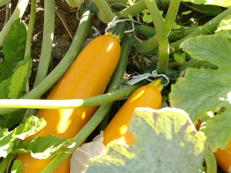 MAHLE foundation – AGRICULTURE AND FOOD