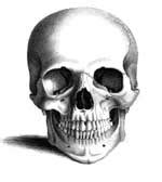 History of Skulls – Collectible Art of Skellramics