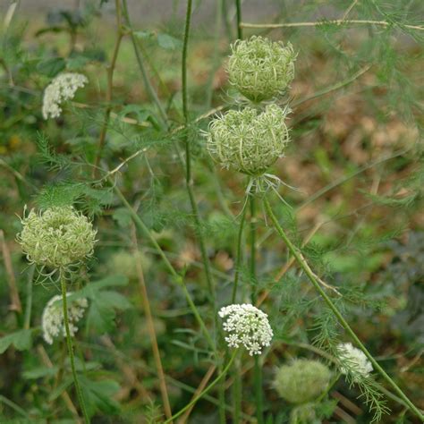 Wild Carrot Daucus Carota 6