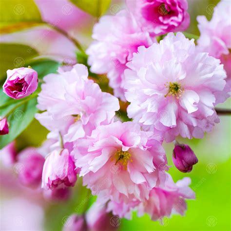 pink ornamental cherry tree 7