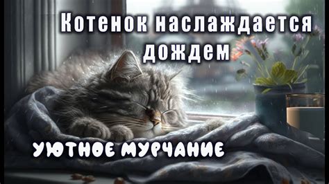 Лечебное мурлыкание кошки с уютным дождем. - YouTube
