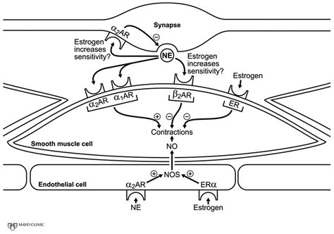 Sex Hormones And Neuroeffector Mechanisms Pmc
