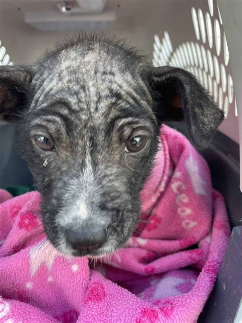 Sarcoptic Mange Pitbull