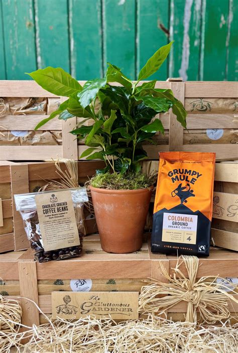Coffee Plant Care Guide - The Gluttonous Gardener - How To Look After