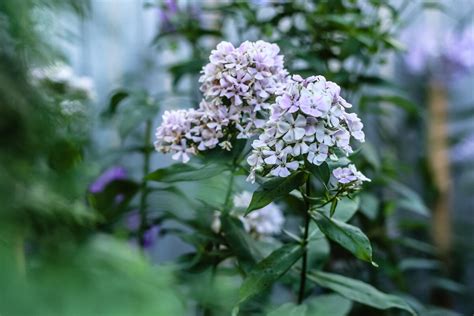 Что украшает сад поздней осенью. О долго цветущих многолетниках | Майя ...