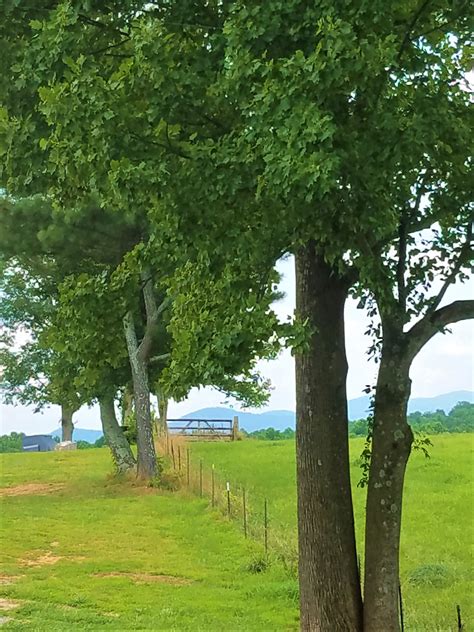 Trees With Fence Free Stock Photo - Public Domain Pictures
