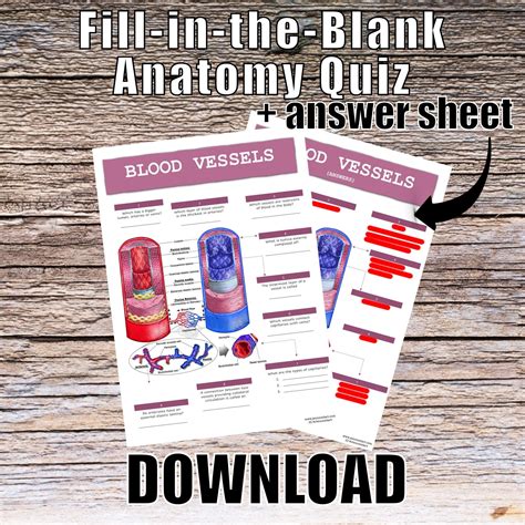 Blood Vessels Anatomy QUIZ Worksheet Answers Digital Download Printable ...