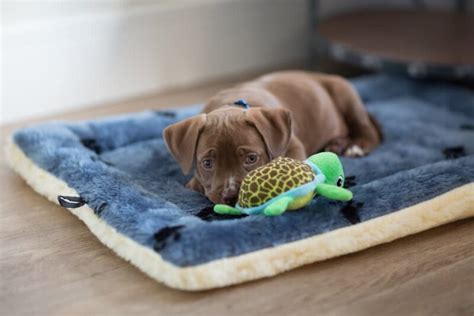 Hypoglycemia In Dogs Great Pet Care