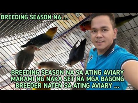 BREEDING SEASON NA RAMDAM NIYO NA BA SA ATING AVIARY MARAMI NG MGA NAKA