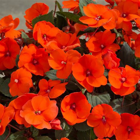 Sunpatiens® Compact Electric Orange Impatiens Plant Addicts