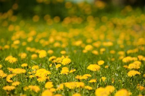 Free Photo Yellow Flowers On The Grass