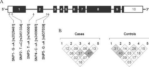 A) Schematic diagram (drawn not to scale) showing the exon/intron ...