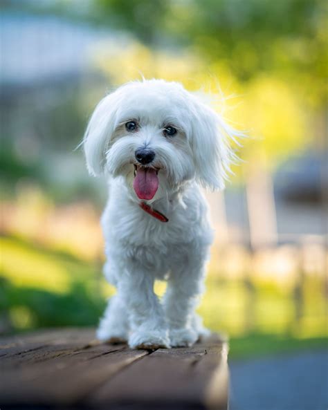 27 Hypoallergenic Dog Breeds That Are Best for Allergies