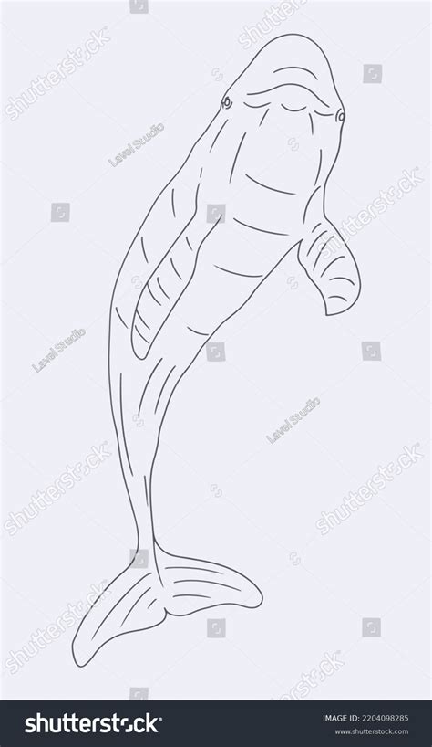 Indonesian Animal Pesut Mahakam Line Art Stock Vector Royalty Free