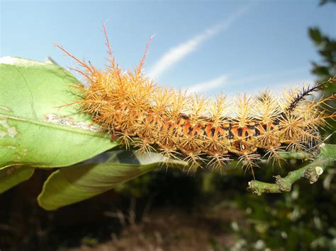 Fire Caterpillar by Halekborn on DeviantArt