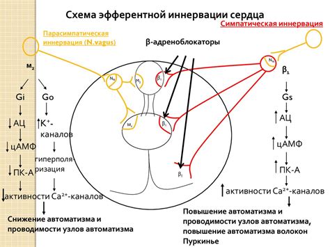 Антиаритмические препараты - презентация онлайн