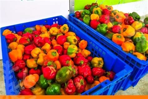 Bell Pepper Askfarms