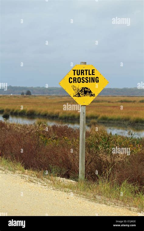 Turtle Crossing Sign Hi Res Stock Photography And Images Alamy