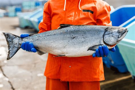 What Is King Salmon Alaskan Salmon Co