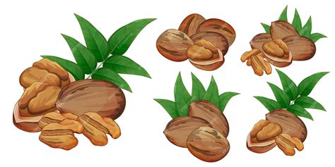 Premium Vector Pecan Nut Kernel Halves And Whole Seed Set Isolated