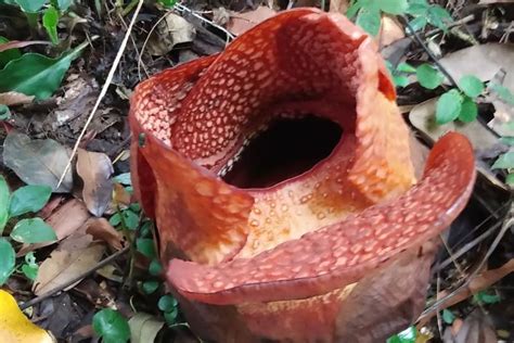 Rafflesia Arnoldii Mekar Di Kebun Raya Bogor Apa Tantangan Peneliti