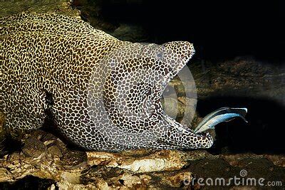 Honeycomb Moray Eel Gymnothorax Favagineus Adult With Open Mouth