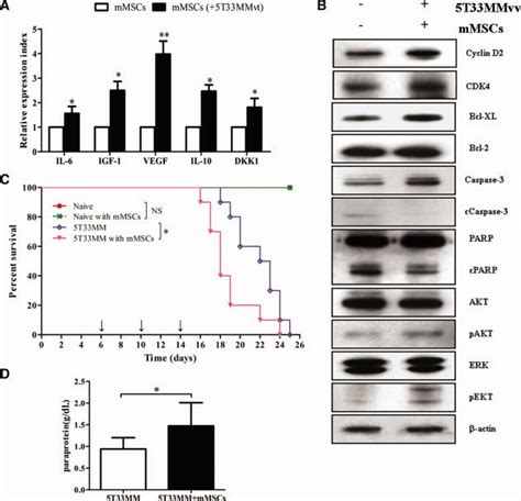 Crosstalk Between Mm Cells And Mscs A Mm Cells Alter Cytokine Download Scientific Diagram